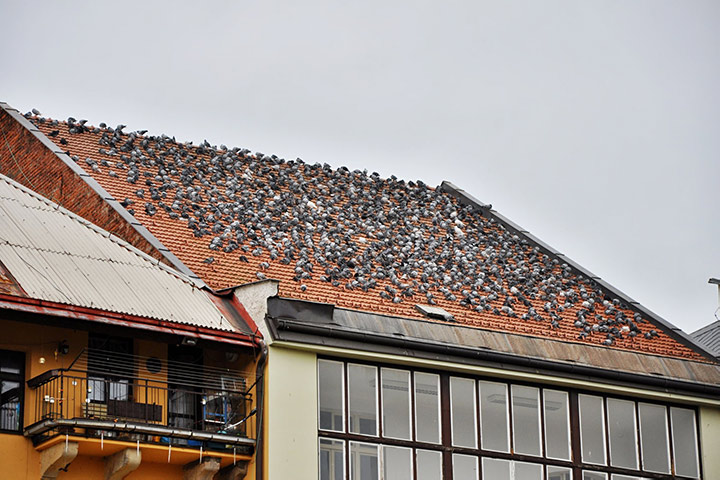 A2B Pest Control are able to install spikes to deter birds from roofs in Mobile. 