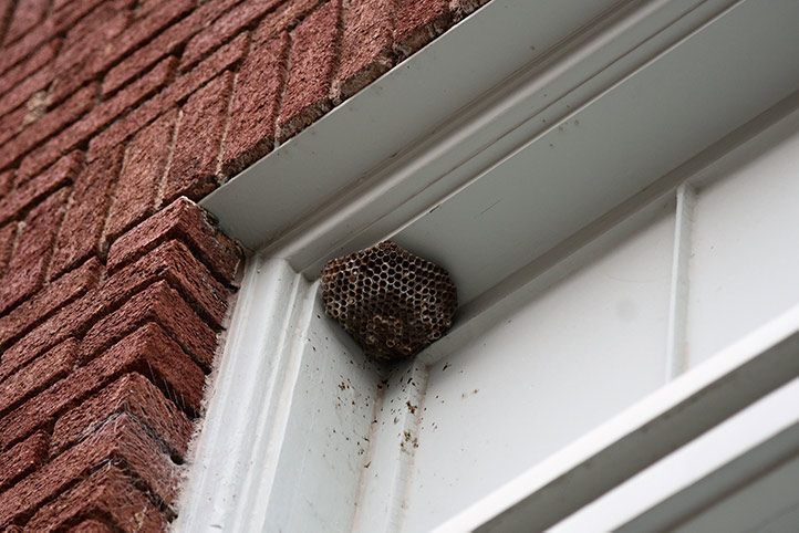 We provide a wasp nest removal service for domestic and commercial properties in Mobile.